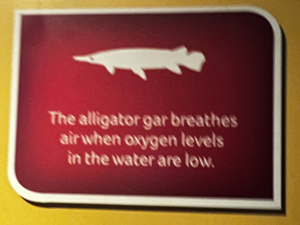alligator gar sign