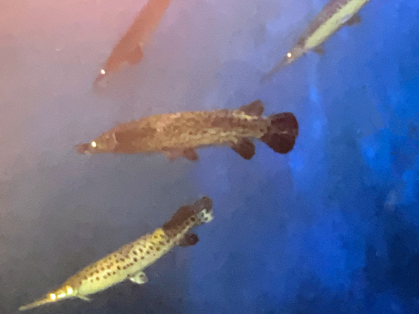 alligator gar
