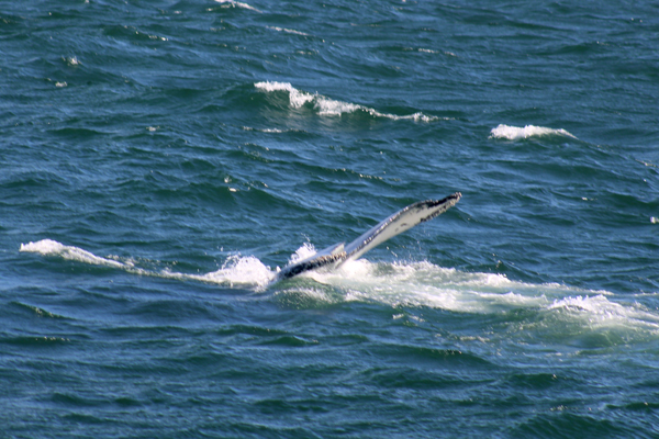 whale fin