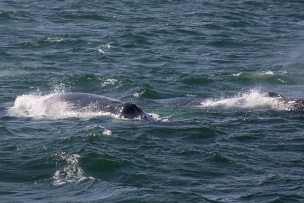 two whaless