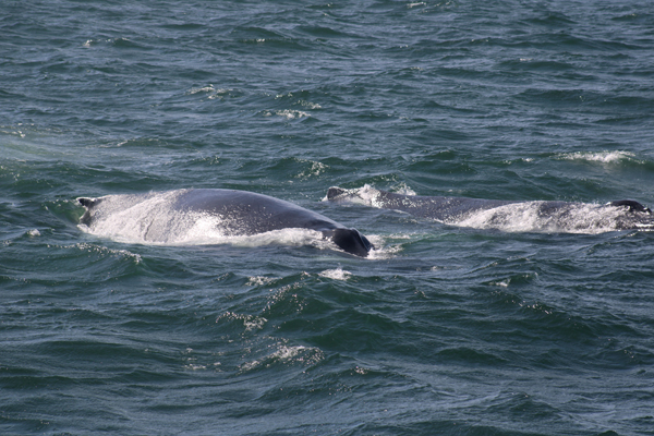 two whaless