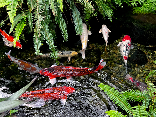 fish