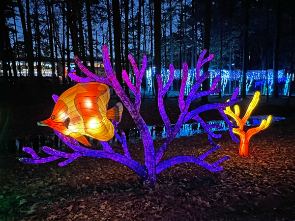 fish and coral