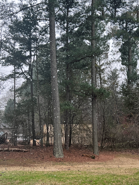 snow in South Carolina
