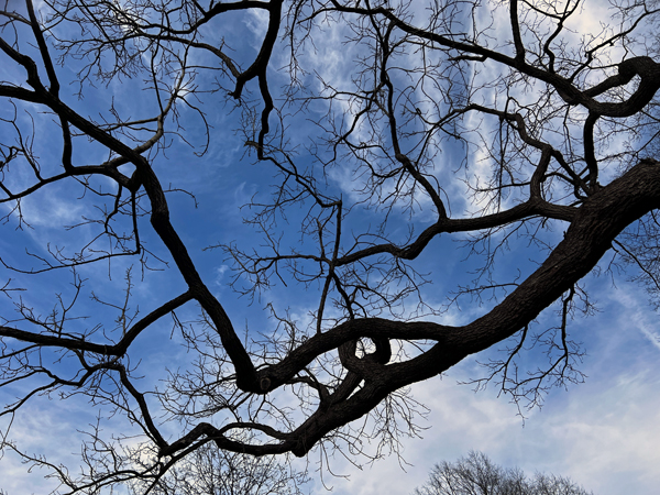 tree limbs