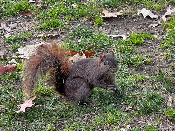 squirrel