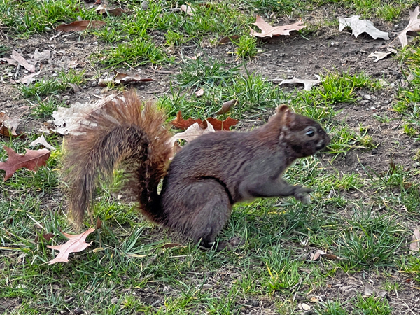 squirrel