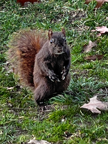 squirrel