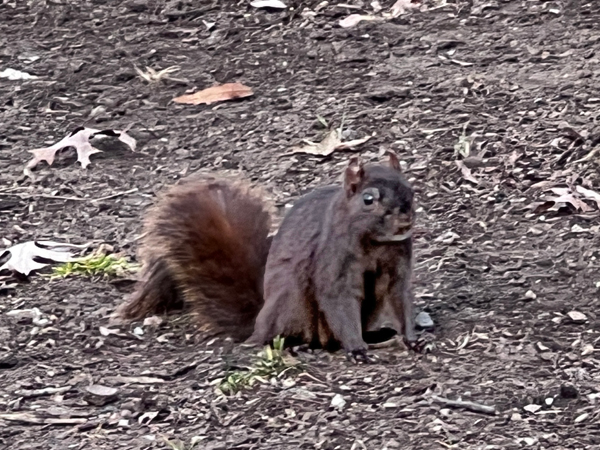 squirrel