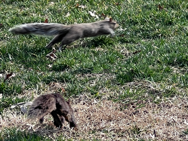 two squirrela