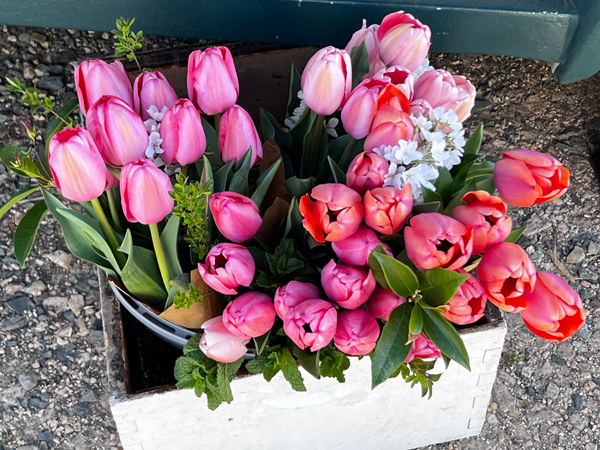 tulips near the Five Blossom Bar
