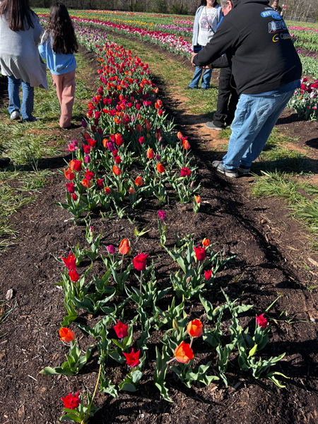 The Tulip Festival  at Five Blossoms Farm