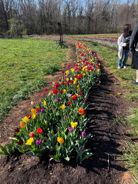 The Tulip Festival  at Five Blossoms Farm