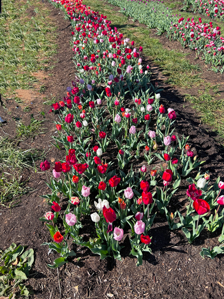 The Tulip Festival  at Five Blossoms Farm