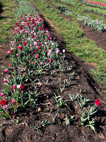 The Tulip Festival  at Five Blossoms Farm