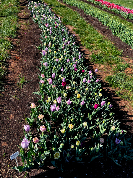 The Tulip Festival  at Five Blossoms Farm
