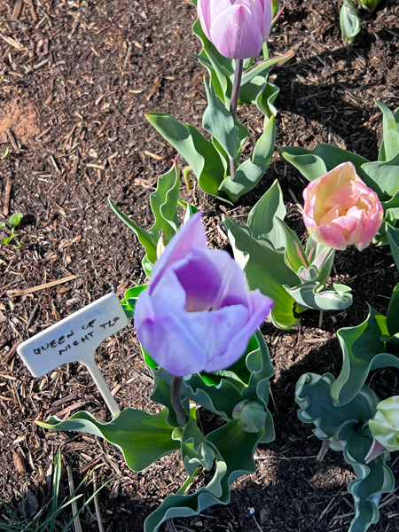Queen of Night tulips
