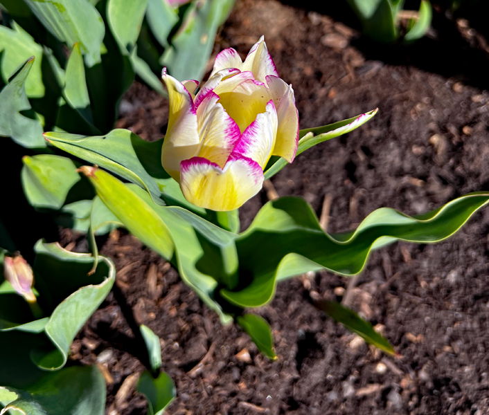 tulips