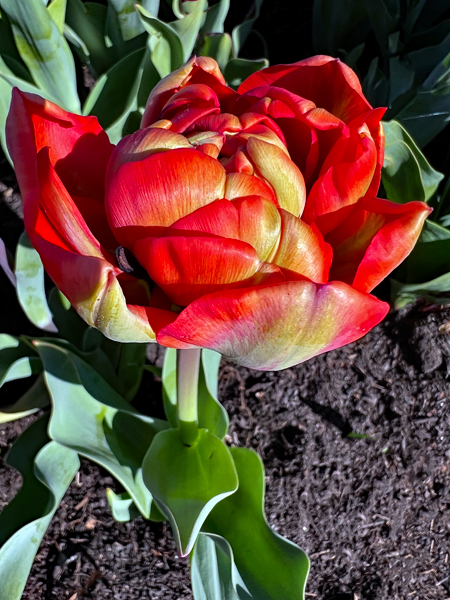 The Tulip Festival  at Five Blossoms Farm
