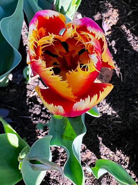 The Tulip Festival  at Five Blossoms Farm