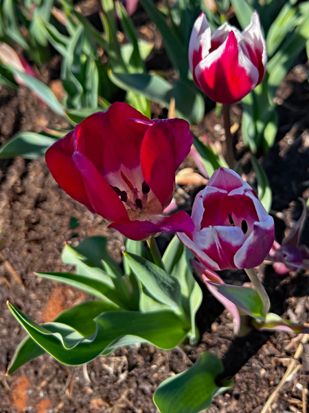 The Tulip Festival  at Five Blossoms Farm