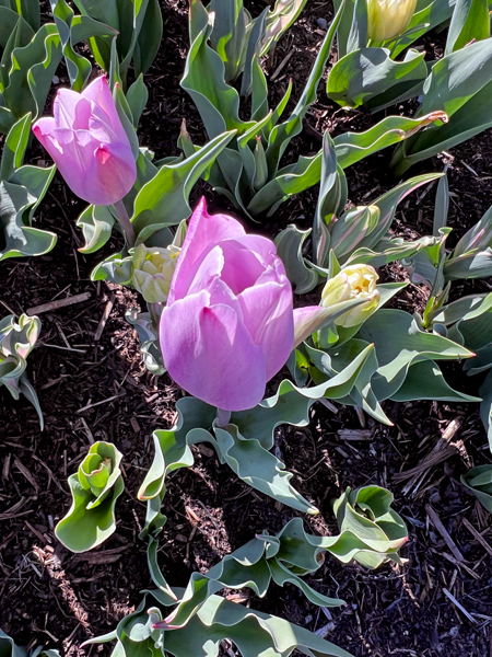 The Tulip Festival  at Five Blossoms Farm
