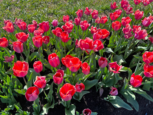 The Tulip Festival  at Five Blossoms Farm