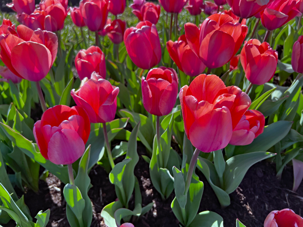 The Tulip Festival  at Five Blossoms Farm
