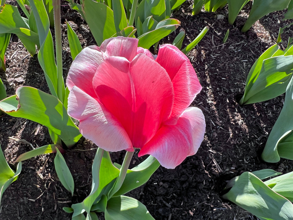 The Tulip Festival  at Five Blossoms Farm
