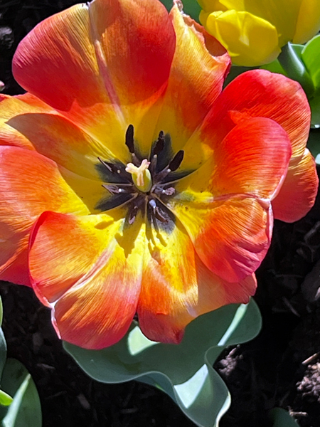 The Tulip Festival  at Five Blossoms Farm