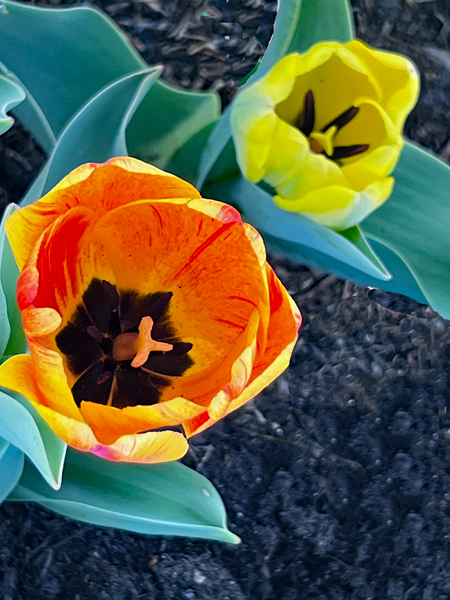 The Tulip Festival  at Five Blossoms Farm