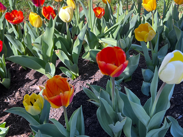 The Tulip Festival  at Five Blossoms Farm