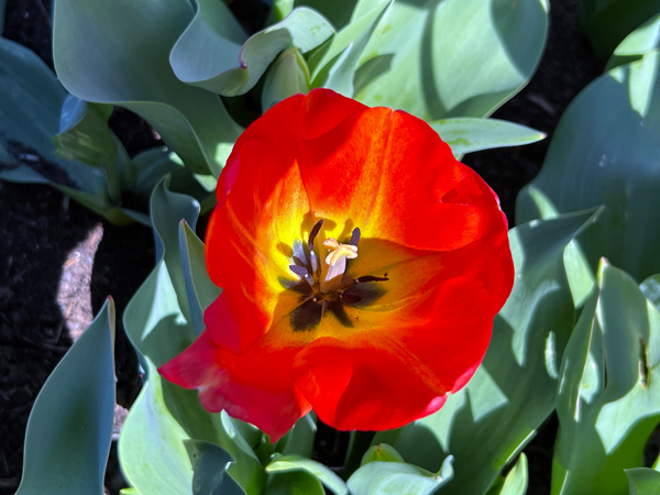 The Tulip Festival  at Five Blossoms Farm