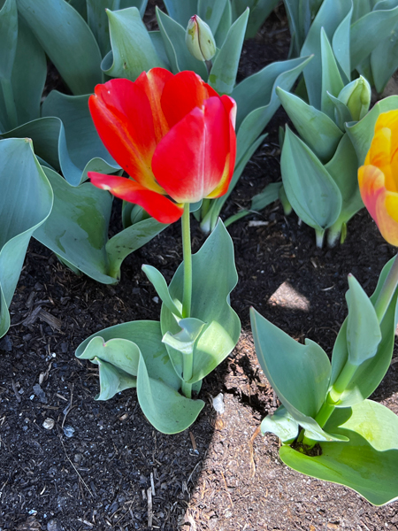 The Tulip Festival  at Five Blossoms Farm