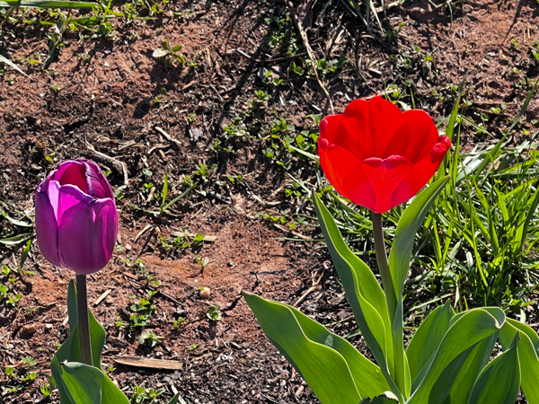 The Tulip Festival  at Five Blossoms Farm