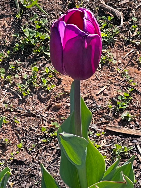 tulip