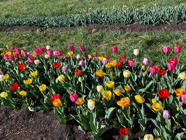 The Tulip Festival  at Five Blossoms Farm
