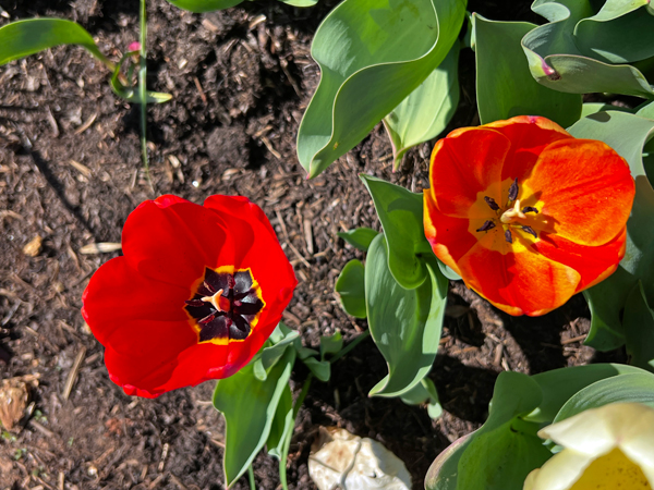 The Tulip Festival  at Five Blossoms Farm