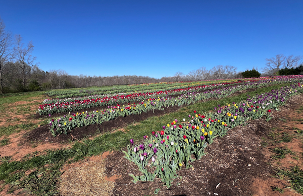 rows of tulips