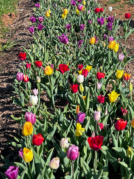 The Tulip Festival  at Five Blossoms Farm