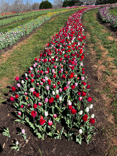 The Tulip Festival  at Five Blossoms Farm