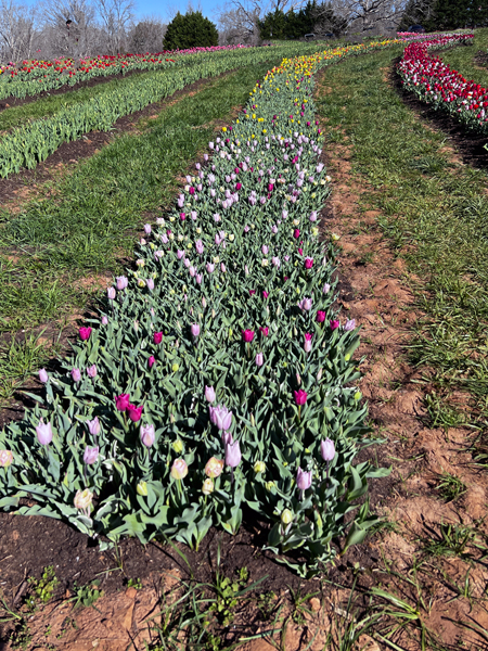 The Tulip Festival  at Five Blossoms Farm