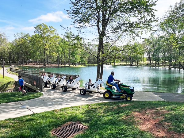 cow ride around the pond
