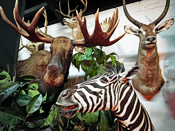 zebra, moose and der