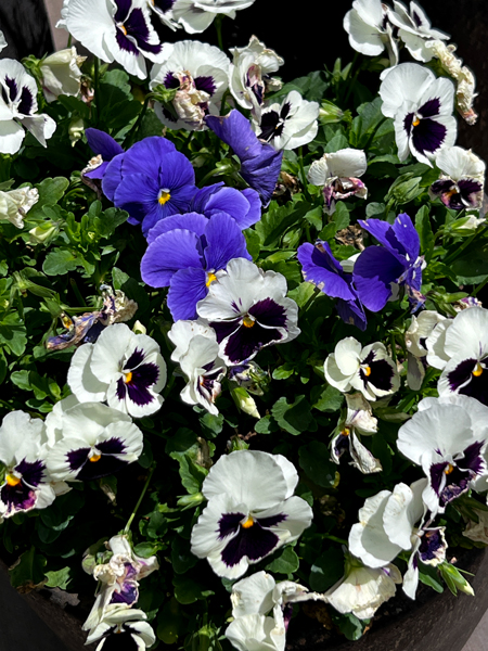 pansies