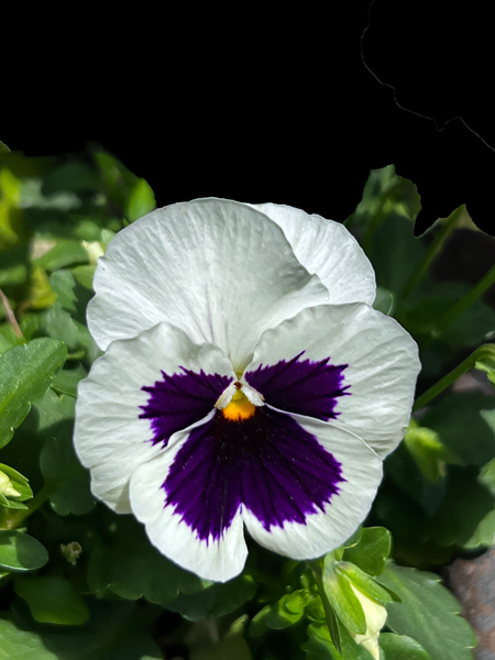 pansy flower