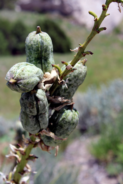 plant growth