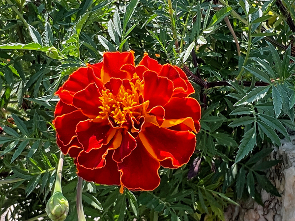 red flower