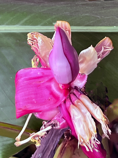 Velver Pink Banana Plant
