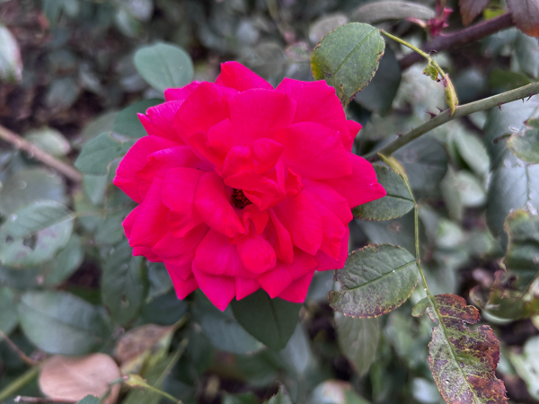 Tahitian Treasure grandiflora rose